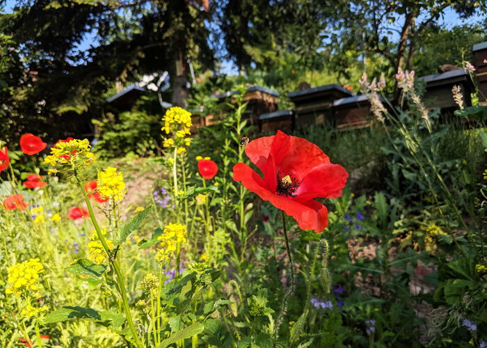 Rote Mohnblume in einem blühenden Garten